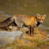 Liska obecna - Vulpes vulpes - Red Fox 2152